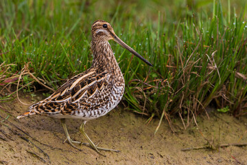 Watersnip; Common Snipe; Gallinago gallinago
