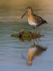 Watersnip, Common Snipe, Gallinago gallinago