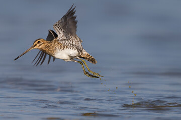Watersnip; Snipe; Gallinago gallinago