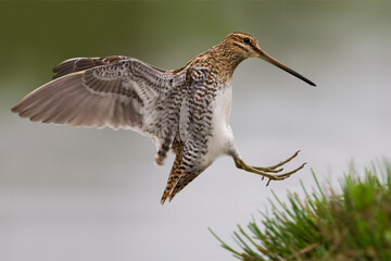 Watersnip, Common Snipe, Gallinago gallinago