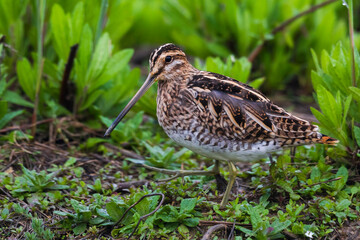 Watersnip; Common Snipe; Gallinago gallinago