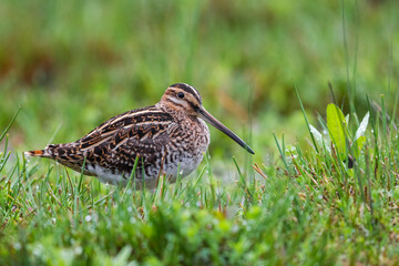 Watersnip; Common Snipe; Gallinago gallinago