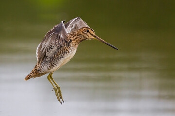 Watersnip, Common Snipe, Gallinago gallinago