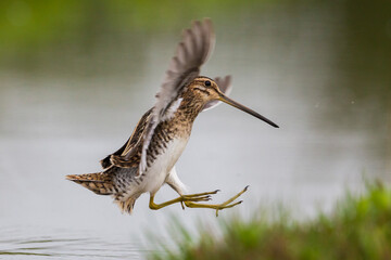 Watersnip, Common Snipe, Gallinago gallinago
