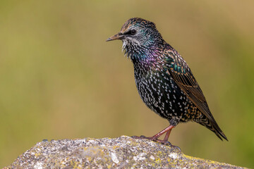 Spreeuw; Common Starling; Sturnus vulgaris granti