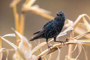 Spreeuw ssp granti; Common Starling; Sturnus vulgaris granti