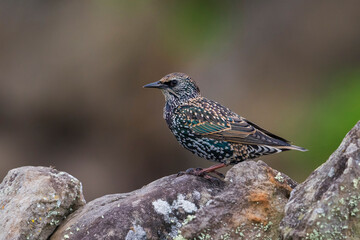 Spreeuw; Common Starling; Sturnus vulgaris granti