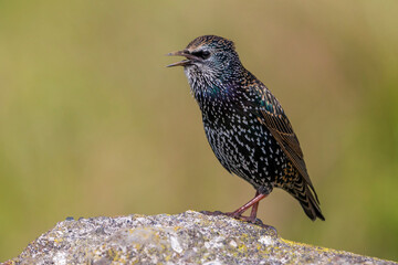 Spreeuw; Common Starling; Sturnus vulgaris granti