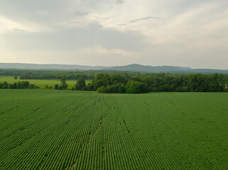 Fototapeta na wymiar Generic Farm, Crops, Landscape, Green Fields and Sky in Southern USA, shot on DJI Inspire 2