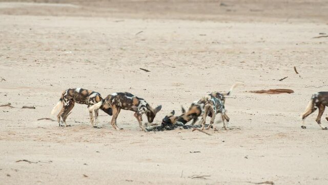 pack of playful African wild dog (Lycaon pictus) or painted dog at Luangwa River, South Luangwa National Park, Mfuwe, Zambia, Africa