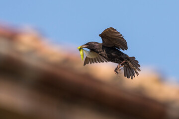 Spreeuw, Common Starling, Sturnus vulgaris