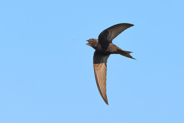 Gierzwaluw; Common Swift; Apus apus