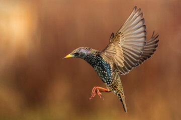 Spreeuw; Common Starling; Sturnus vulgaris