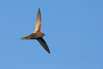 Gierzwaluw; Common Swift; Apus apus