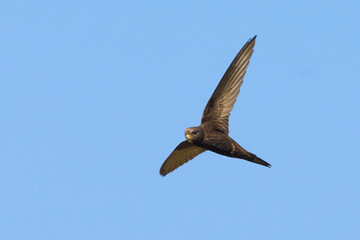 Gierzwaluw; Common Swift; Apus apus