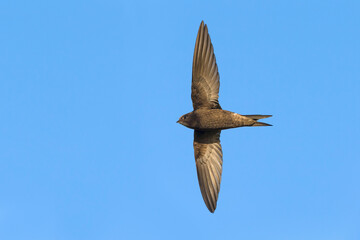 Gierzwaluw; Common Swift; Apus apus