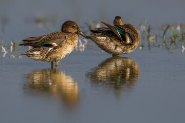 Wintertaling, Common Teal, Anas crecca