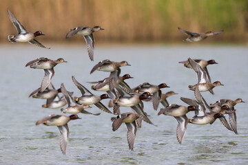 Wintertaling, Common Teal, Anas crecca