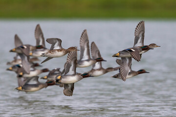Wintertaling, Common Teal, Anas crecca