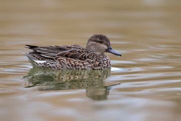 Wintertaling, Common Teal, Anas crecca