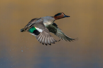Wintertaling, Common Teal, Anas crecca