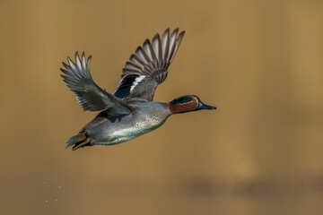 Wintertaling, Common Teal, Anas crecca