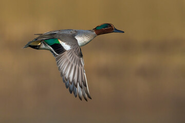 Wintertaling, Common Teal, Anas crecca