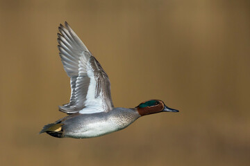 Wintertaling, Common Teal, Anas crecca