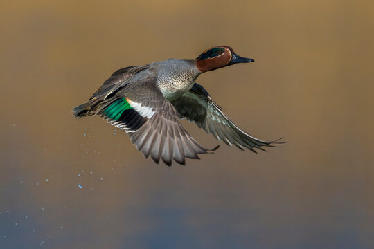 Wintertaling, Common Teal, Anas crecca
