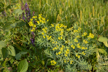 Flowering Mediterranean Spurge Euphorbia characias in the field
