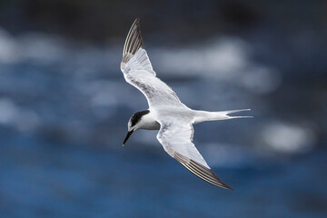 Visdief; Common Tern; Sterna hirundo