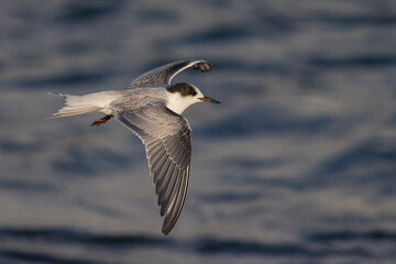 Visdief; Common Tern; Sterna hirundo