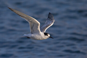 Visdief; Common Tern; Sterna hirundo