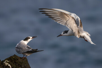 Visdief; Common Tern; Sterna hirundo