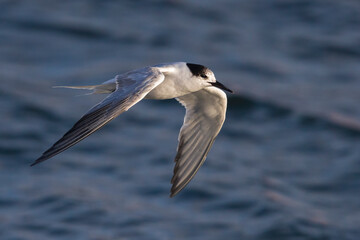 Visdief; Common Tern; Sterna hirundo