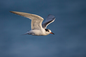 Fototapeta na wymiar Visdief; Common Tern; Sterna hirundo