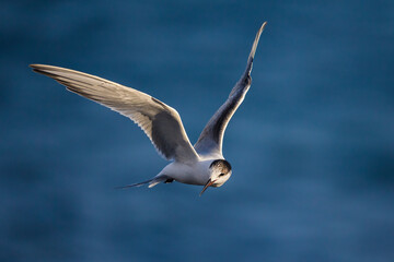 Visdief; Common Tern; Sterna hirundo