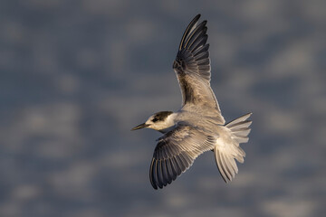 Fototapeta na wymiar Visdief; Common Tern; Sterna hirundo
