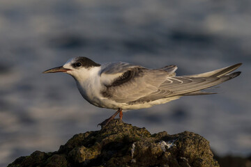 Visdief; Common Tern; Sterna hirundo