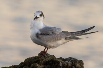Visdief; Common Tern; Sterna hirundo