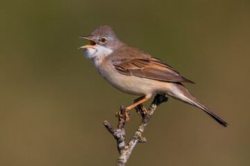 Grasmus; Common Whitethroat; Sylvia communis