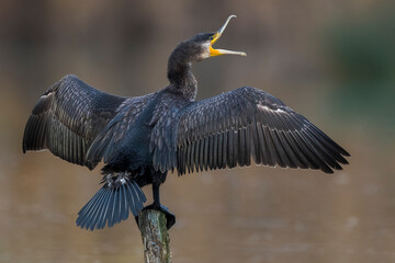 Aalscholver; Great Cormorant; Phalacrocorax carbo sinensis