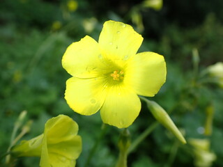 Yellow flower