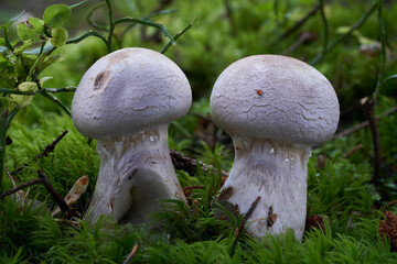 Inedible mushroom Cortinarius traganus in the spruce forest. Known as gassy webcap. Wild mushrooms growing in the moss.