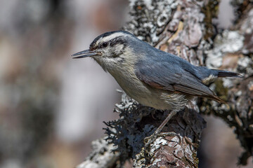 Corsicaanse Boomklever; Corsican Nuthatch; Sitta whiteheadi