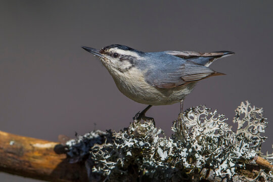 Corsicaanse Boomklever; Corsican Nuthatch; Sitta whiteheadi