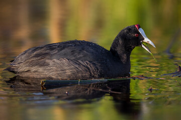 Knobbelmeerkoet; Crested Coot; Fulica cristata