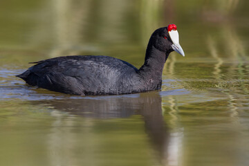 Knobbelmeerkoet; Crested Coot; Fulica cristata