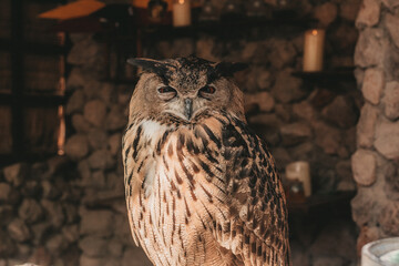 portrait of an owl