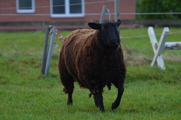 Lamm Schaf  